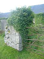 bellanamullia - 1164.JPG